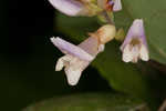 Hog Peanut